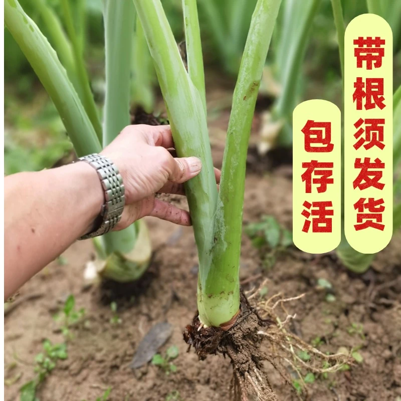 【农场直发】芋苗广菜苗芋艿苗现挖现发专吃杆部可腌制酸菜广西特产