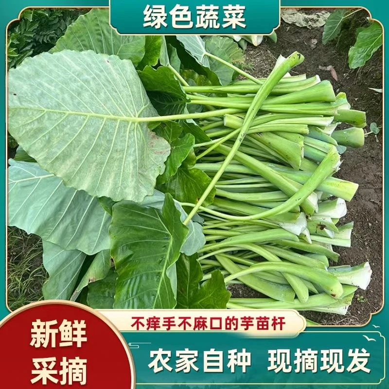 农家绿色芋苗杆现摘广式菜芋蒙杆广西特产可腌制酸菜新鲜现发自种