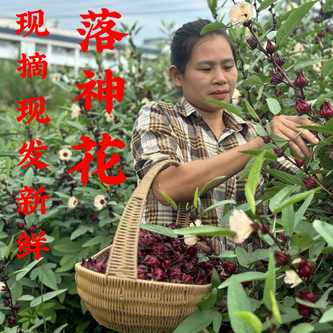 2024年新鲜洛神花红桃k洛神花泡酒泡茶玫瑰茄茶女神茶果脯果酱