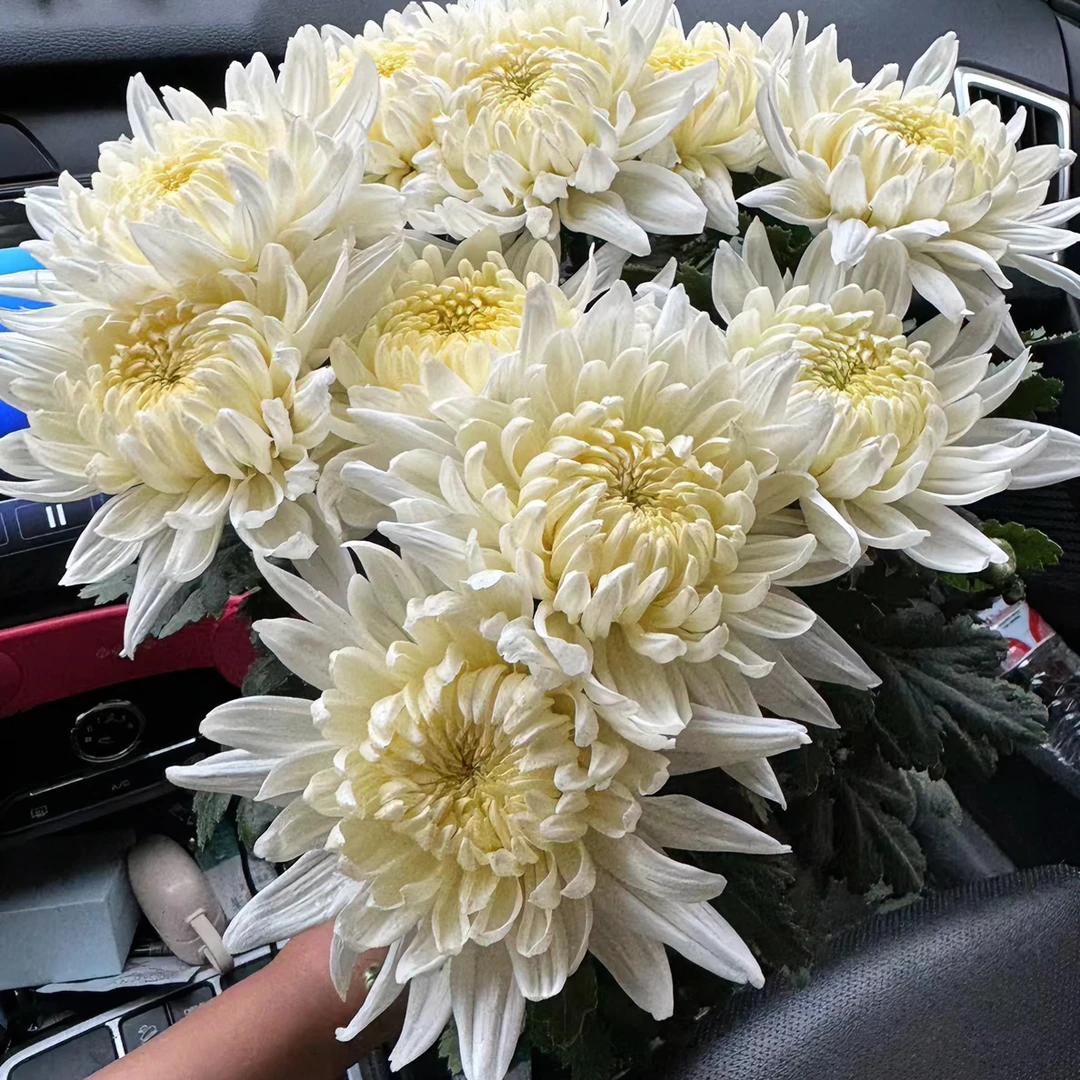 【黄白菊B+级花基地现采包邮】鲜切花基地直发｜黄菊花｜白菊花