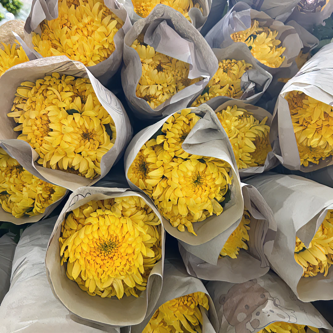 新鲜采摘基地直发黄白菊鲜切花花束江苏批鲜花发花店包邮牡丹菊