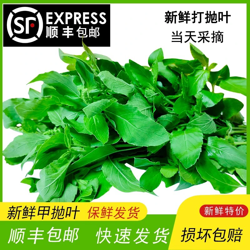 新鲜甲抛叶泰国打抛叶塔抛葉泰式香料菜调味调料食用食材嘎抛越菜