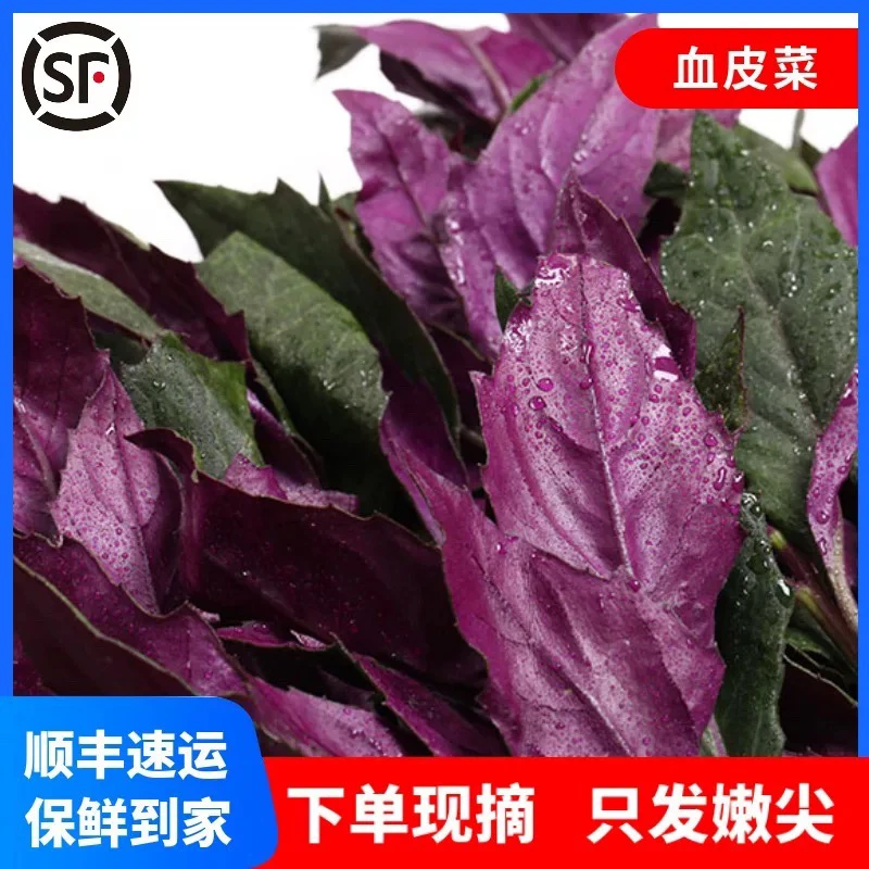【顺丰包邮】四川现摘紫背天葵血皮菜紫背菜红背菜观音菜新鲜蔬菜