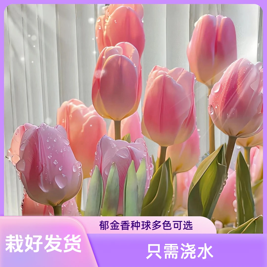 【5颗种好发货】五度球12/14大球郁金香种球进口大球多色可选