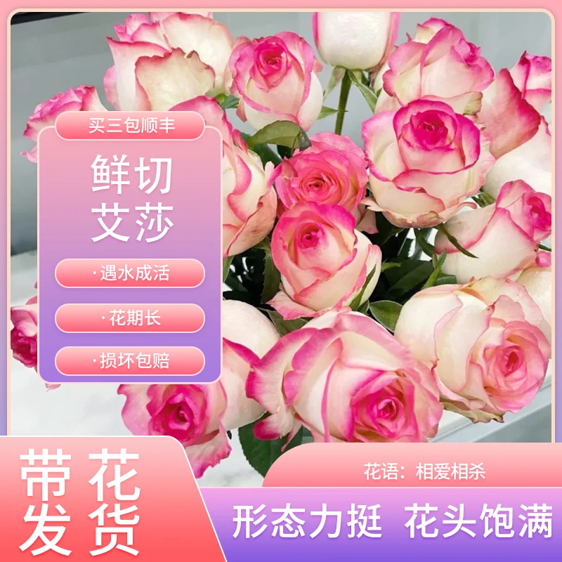 【艾莎】新鲜应季鲜花玫瑰花 任意1单顺丰包邮到家！！！