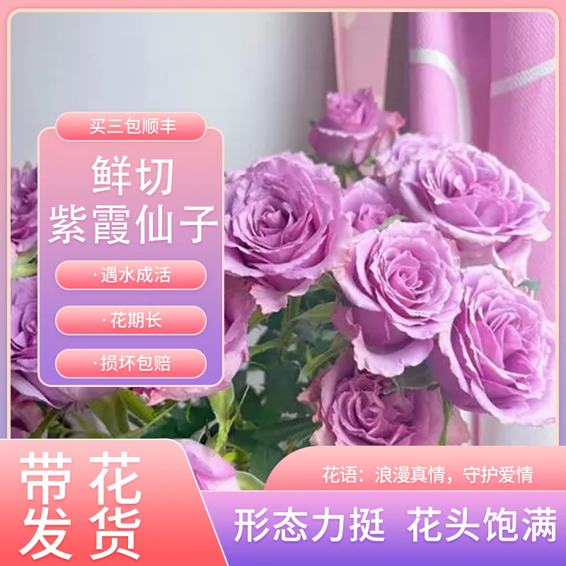【紫霞仙子】新鲜应季鲜花玫瑰花 任意1单顺丰包邮到家！！！