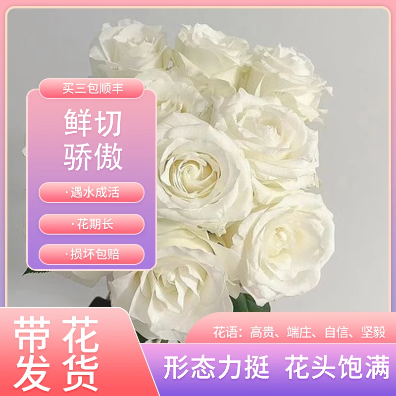 【骄傲】新鲜应季鲜花玫瑰花 任意1单顺丰包邮到家！！！