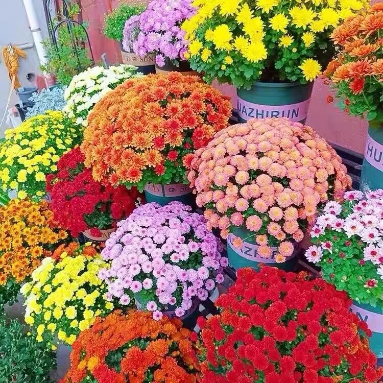 【2加仑千头菊】球菊造型花卉耐寒室内外盆栽花卉盆栽地栽都行