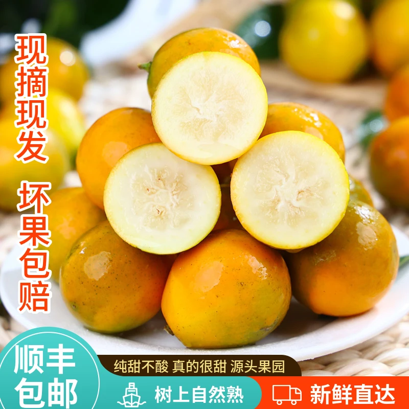 广西融安滑皮金桔纯甜不酸3/5斤脆甜多汁礼盒应当季现摘顺丰包邮