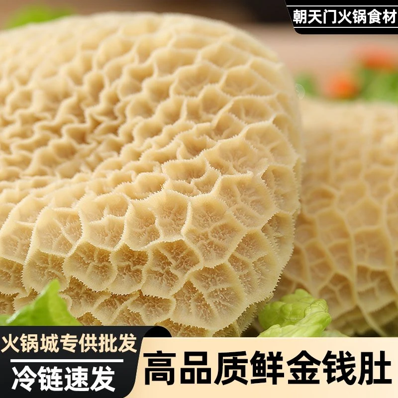 【当天发货】今日推荐新鲜金钱肚黄牛肚新鲜毛肚冷冻蜂窝肚牛肚卤