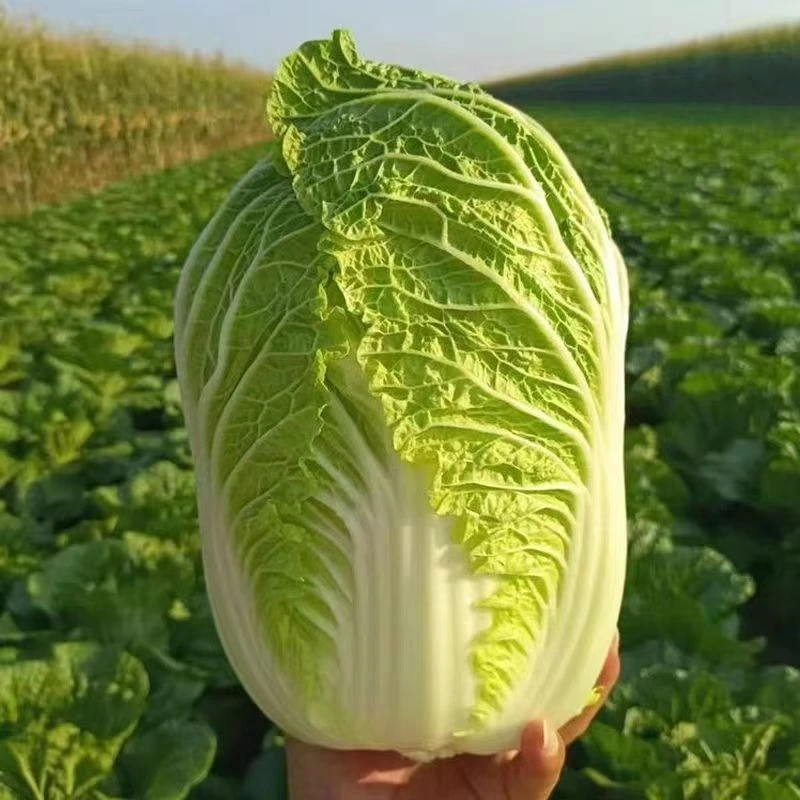 顺丰送上门！新鲜黄心大白菜露天霜冻农家自种应季蔬菜