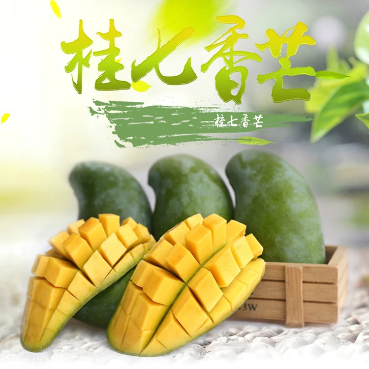 百色田东桂七香芒