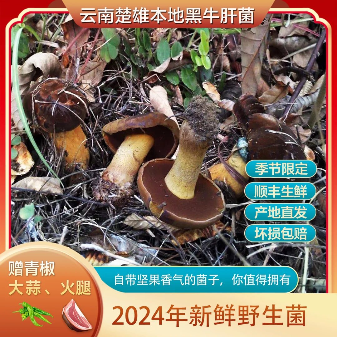 云南楚雄细脚黑牛肝菌 当季现采菌子鲜货冻货 滑嫩脆 500g以上