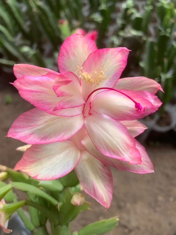 蟹爪兰品种可选叶片无根一份（一拖二一杈）包邮