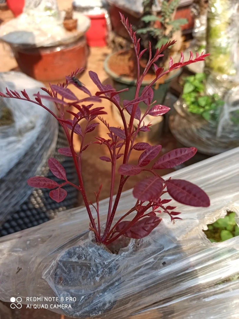 云南红芽清香木盆景素材