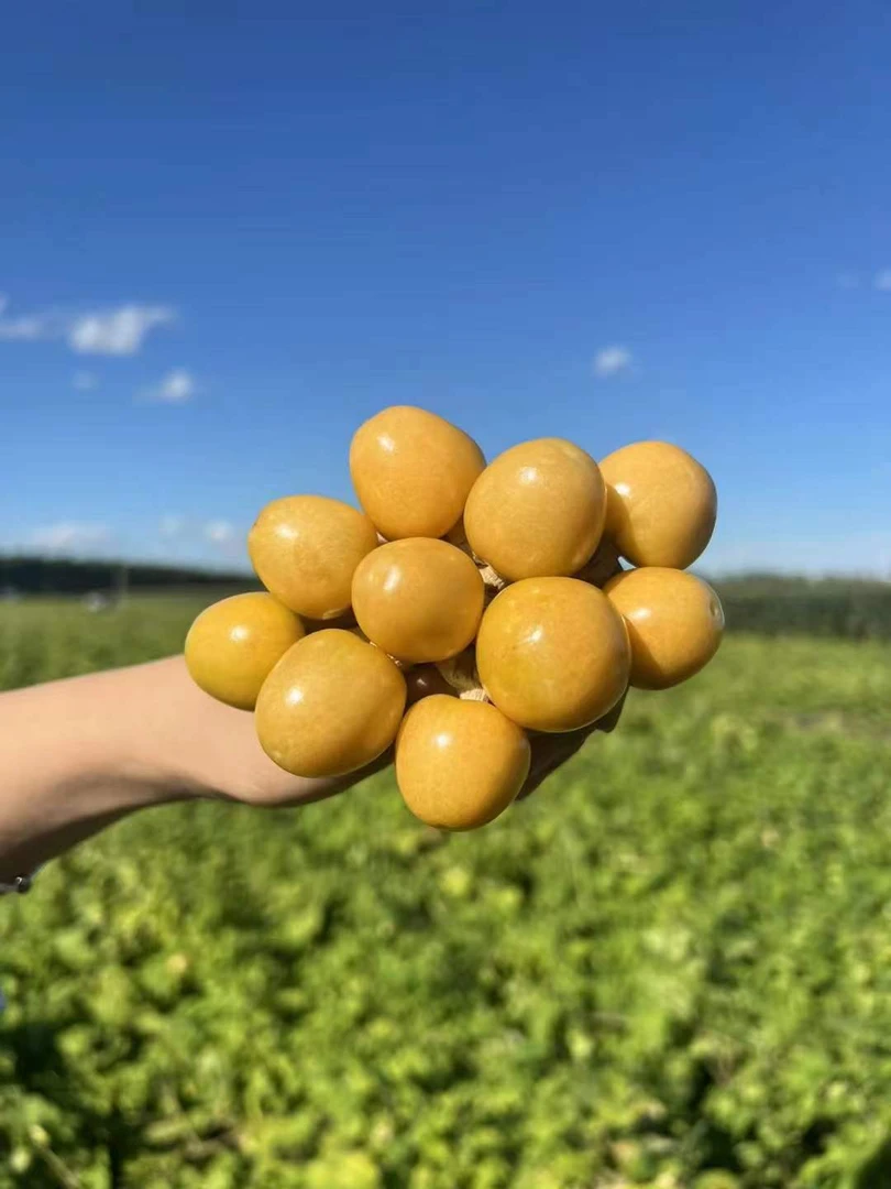 产地黄金菇娘果新鲜姑娘果灯笼果金豆黄洋姑娘超香甜产地特产爆汁