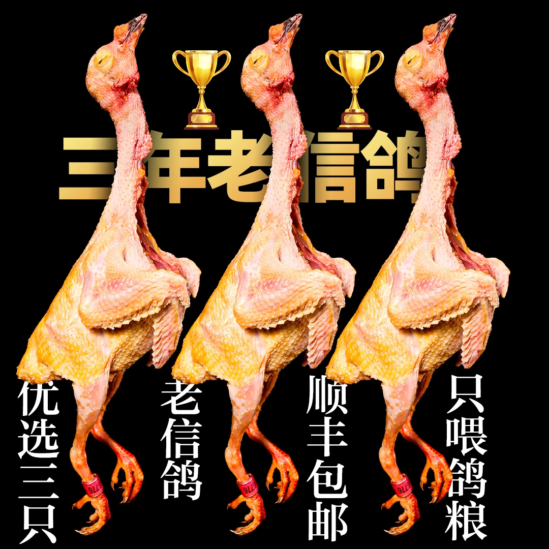 【老信鸽】甘肃张掖飞鸽老鸽三年以上杂粮闷杀单只6两-8两