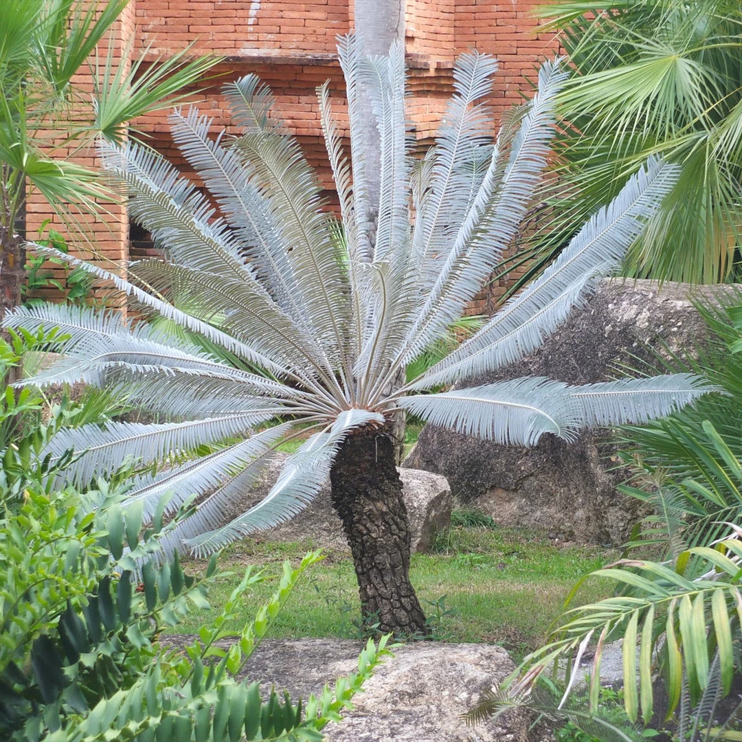 泰国银叶铁树 Cycas sp. 'Silver' 块根植物 籽播实生 曲奇的花园