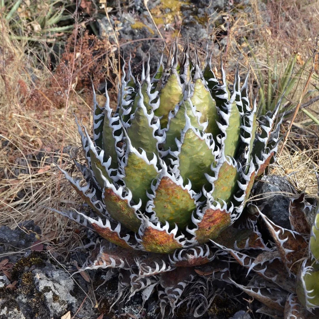 强刺霍利达龙舌兰 Agave horrida 籽播实生 一物一拍 曲奇的花园