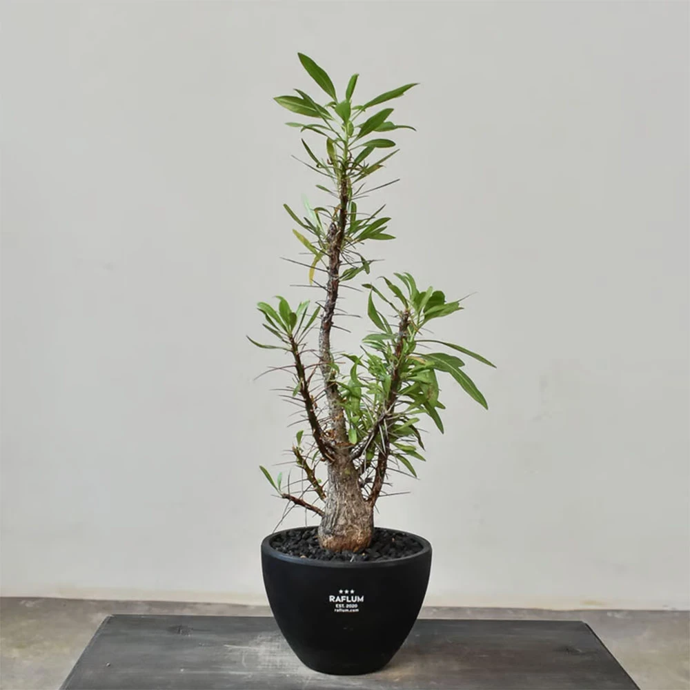 紫福桂花 Fouquieria purpusii 籽播实生 一物一拍 曲奇的花园