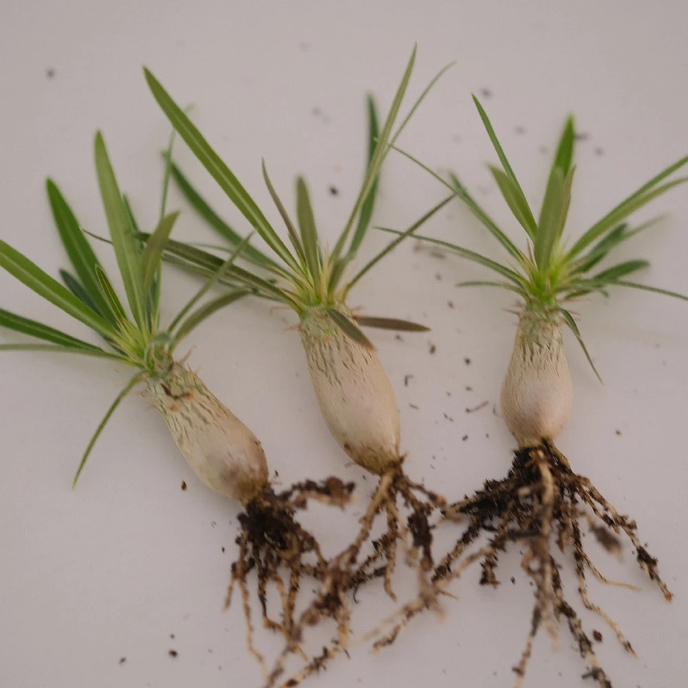 象牙宫 Pachypodium rosulatum 多肉块根植物 萌物 曲奇的花园