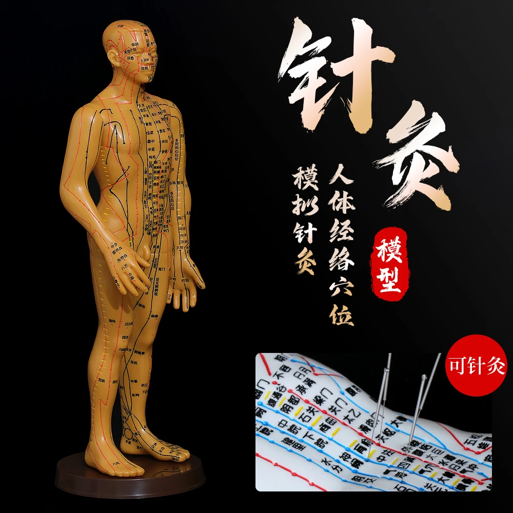 人体经络模型人针灸穴位人体模型全身穴位图中医经络小铜人皮人
