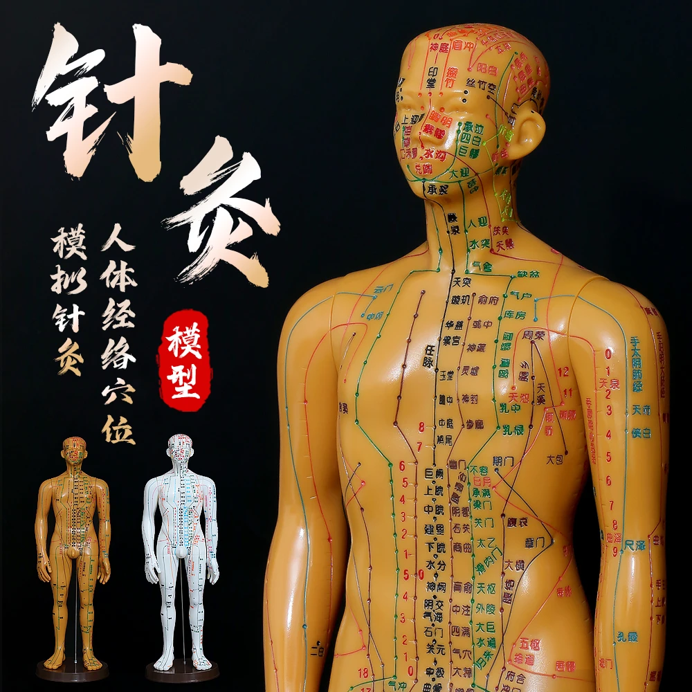 高清大字人体经络穴位模型中医针灸推拿按摩穴位教学模型全身穴位
