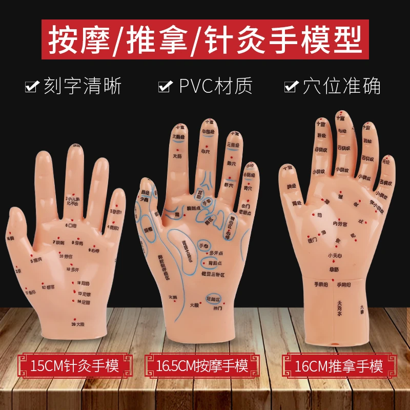 手掌穴位反射区模型手部穴位模型中医针灸推拿按摩手部手掌练习模