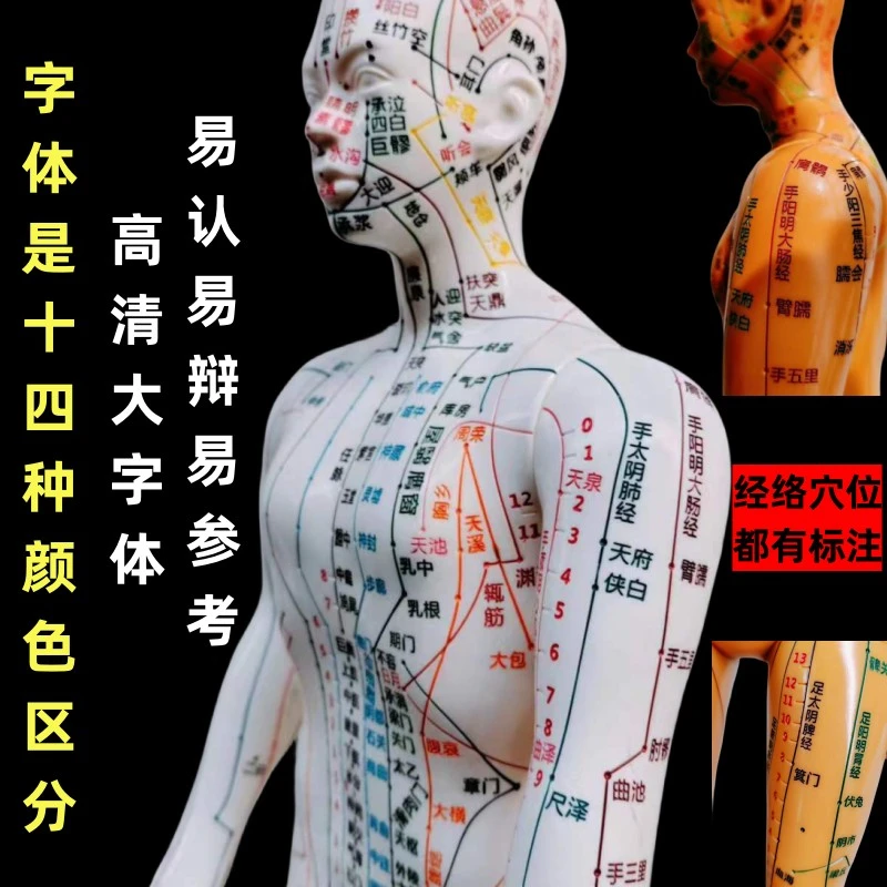 针灸穴位人体经络模型全身按摩推拿穴位讲解模型男女经络小皮人