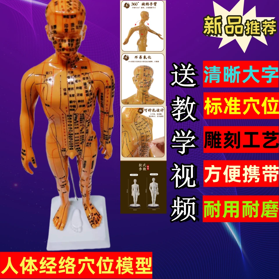 新品人体经络穴位模型清晰大字体针灸穴位模型中医经络小铜人男女