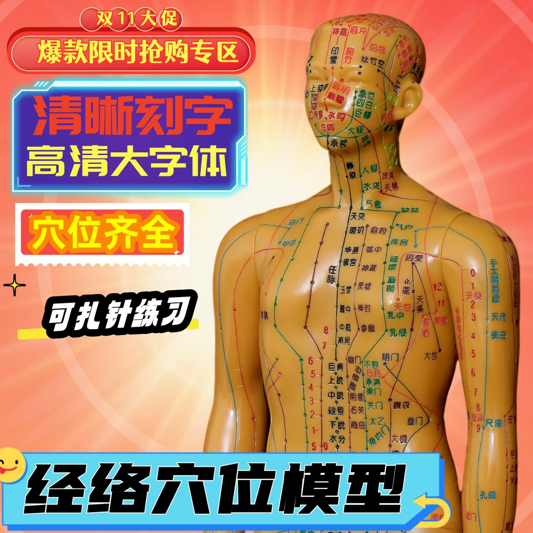 中医针灸穴位人体模型彩色经络穴位模型初学者针灸模型穴位按摩人