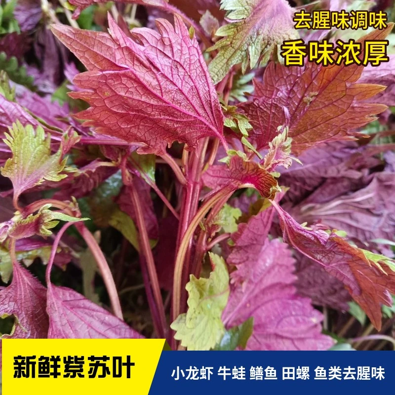 1斤2斤3斤湖南新鲜紫苏叶子香紫苏紫红色田螺鱼虾蟹调味品去腥味