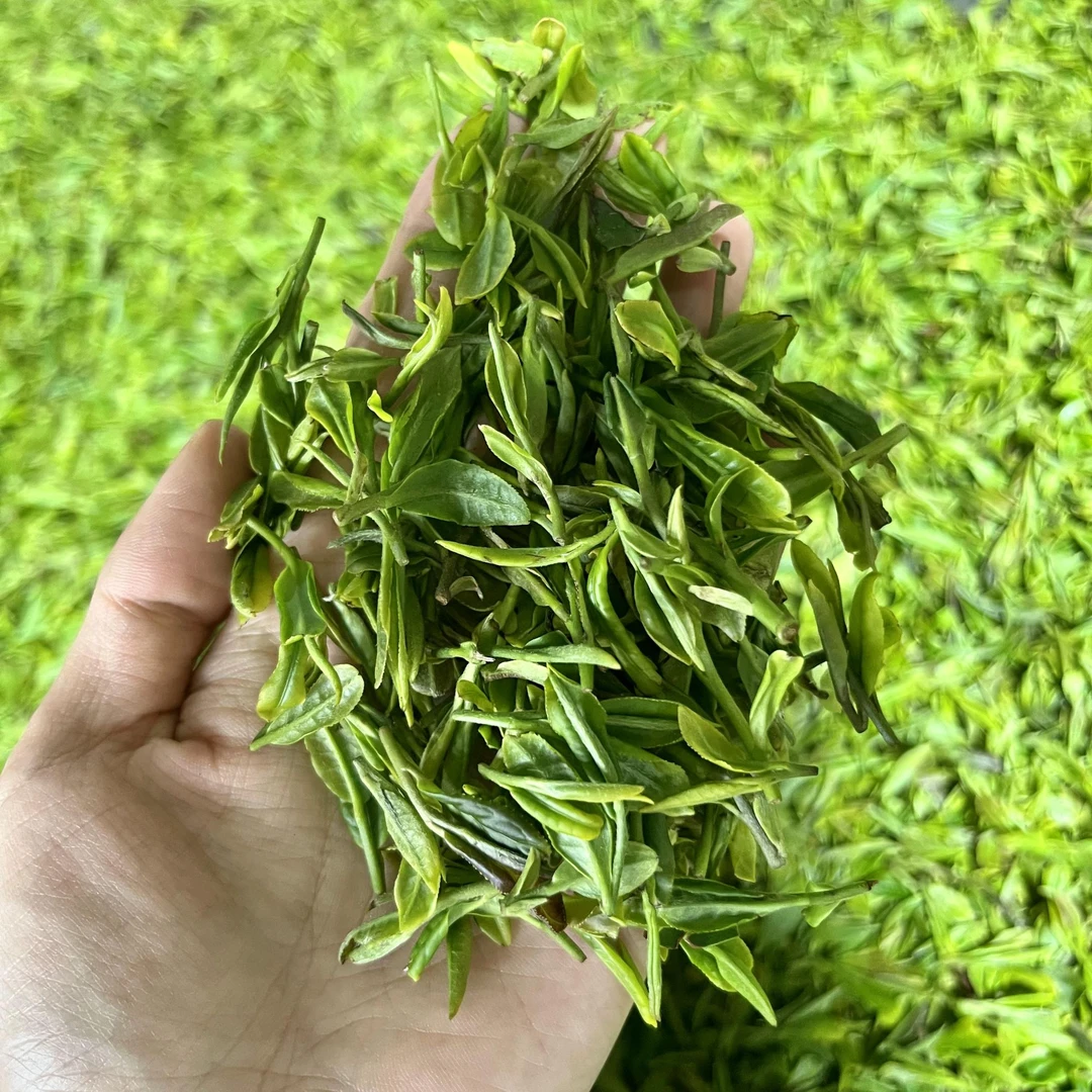 巨茗2025头採春茶 日照绿茶露天新茶 早春茶清香豌豆鲜