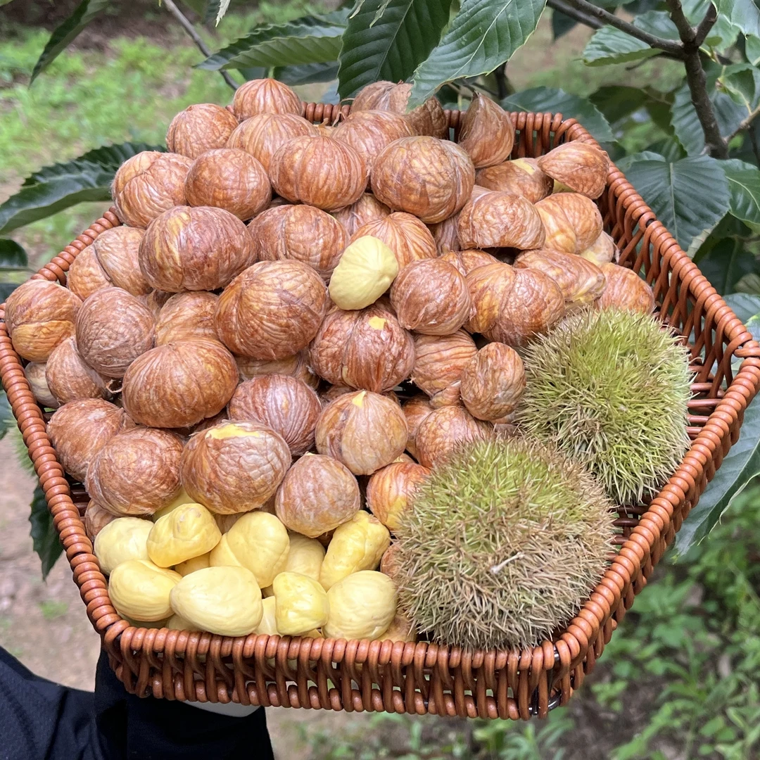去壳【栗仁带毛衣】云南品种板栗仁现剥现发粉糯香甜