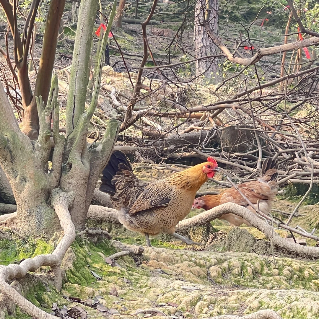 桂林古村土鸡1号  顺丰包邮 净重1.8-2.5斤 养足180天