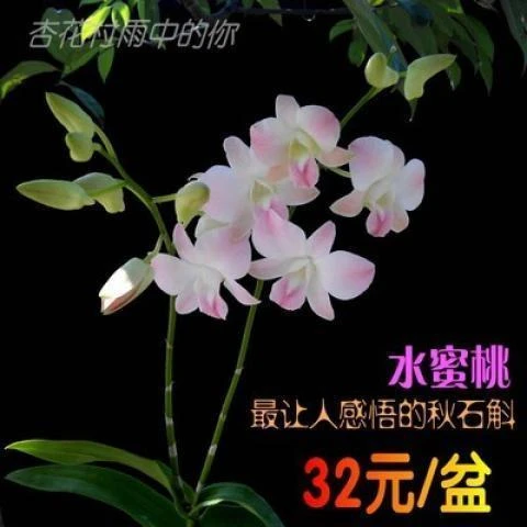 洋兰热带兰花秋石斛兰苗盆栽带花蜜桃大花石斛兰花集 无花