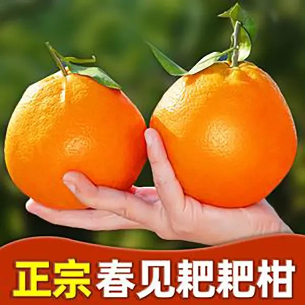 【现摘现发】正宗四川春见粑粑柑 粑粑柑 皮薄多汁 现货现发5/8斤