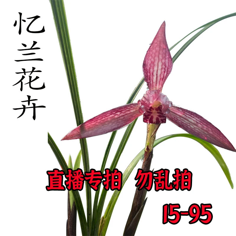 【15-95】浓香型兰花兰花苗建兰墨兰春兰莲瓣兰春剑寒兰蕙兰