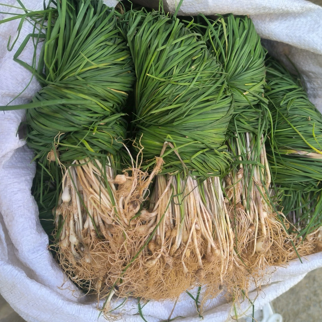 现挖高山野葱苦蒜味香浓