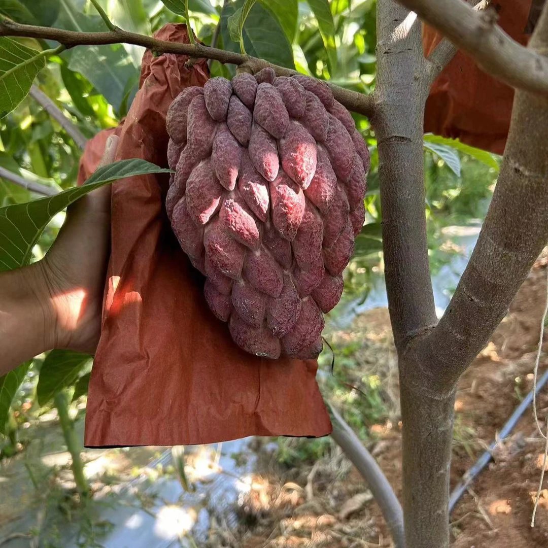 绿植盆栽澳洲香蜜红皮白肉释迦