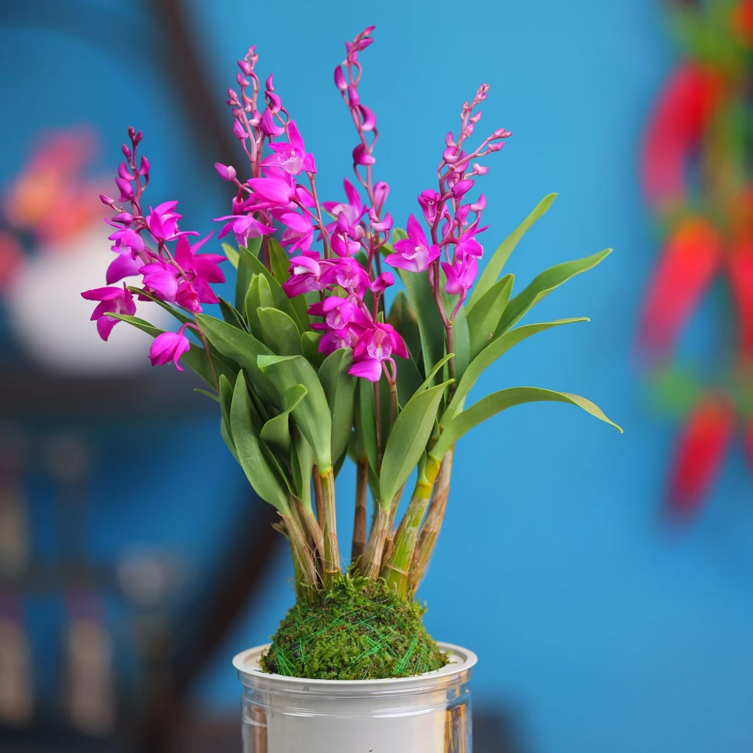 七彩香水石斛兰 精品澳洲石斛 年宵花 浓香型花卉 水培盆栽