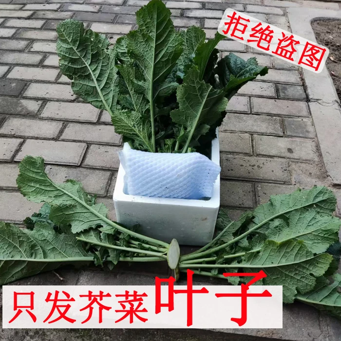 河南芥菜樱子【不带疙瘩】新鲜芥菜叶子现拔现发3斤一整箱产地直发