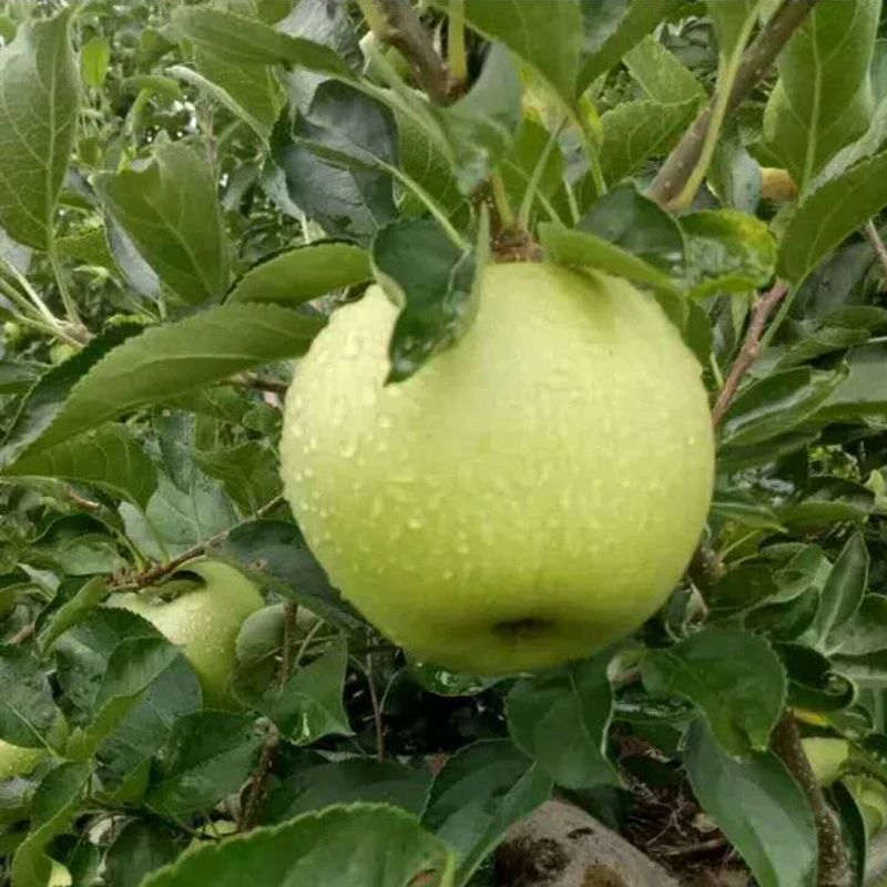 青苹果黄元帅苹果新鲜水果应季孕妇水果现摘现发2025年新鲜果子