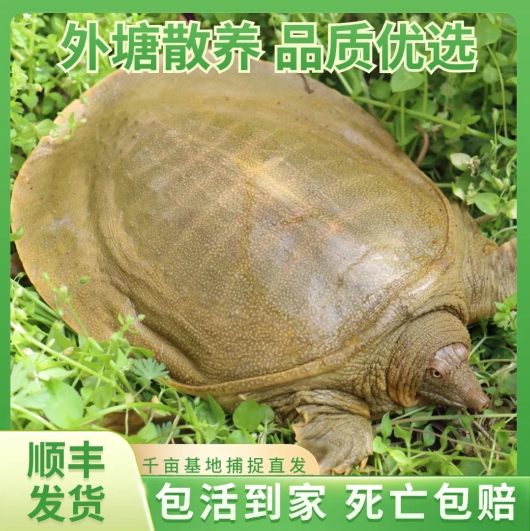 （2只装3~4斤）源头直发外塘生态养殖甲鱼煲汤红烧滋补包邮包活L4