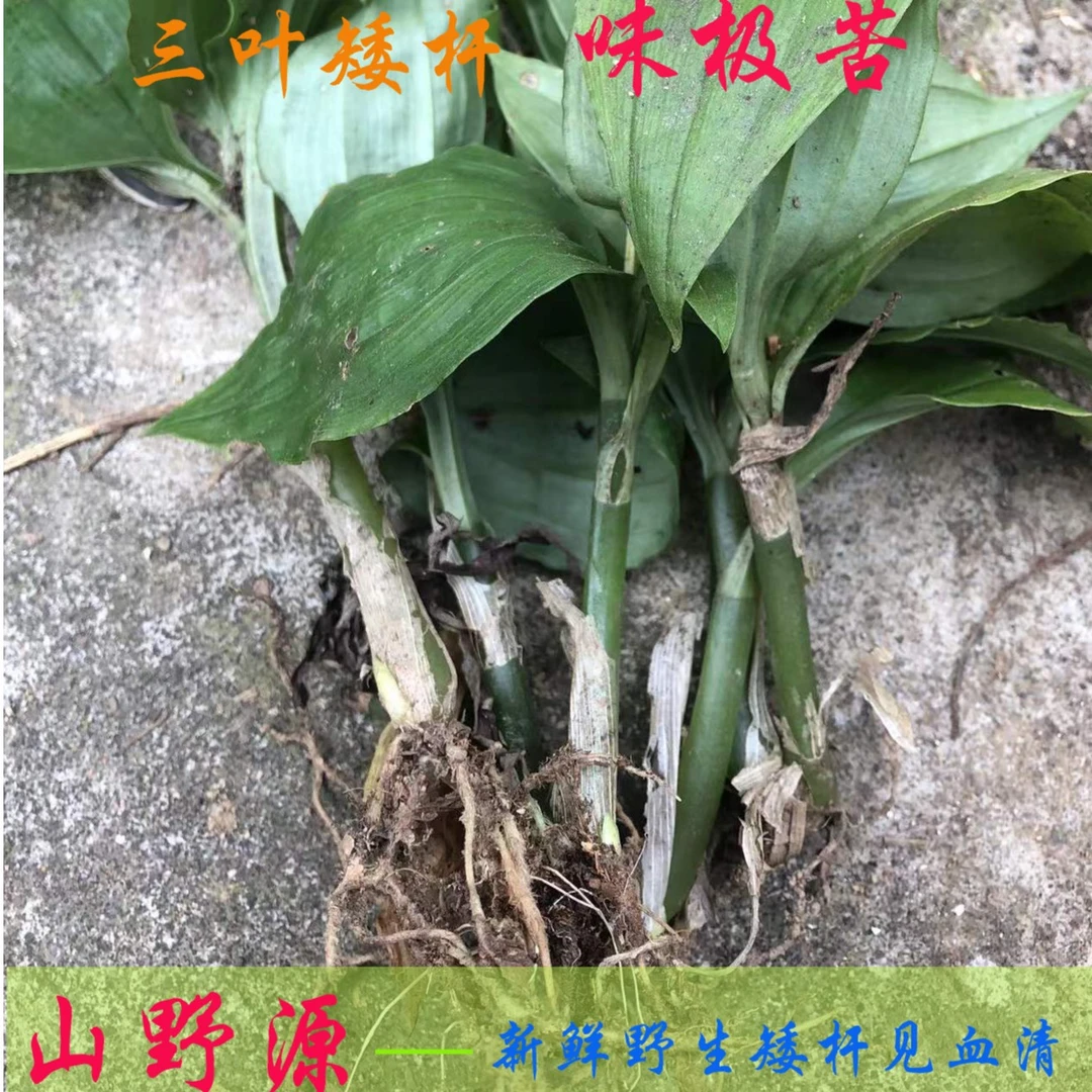 大巴山山野源新鲜野生矮杆三叶见血清味极苦可泡茶煮水