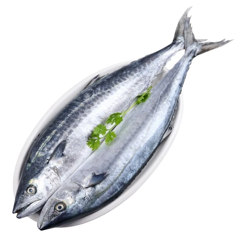 【小号】鲅鱼 8-10条 五斤  威海顺丰发货