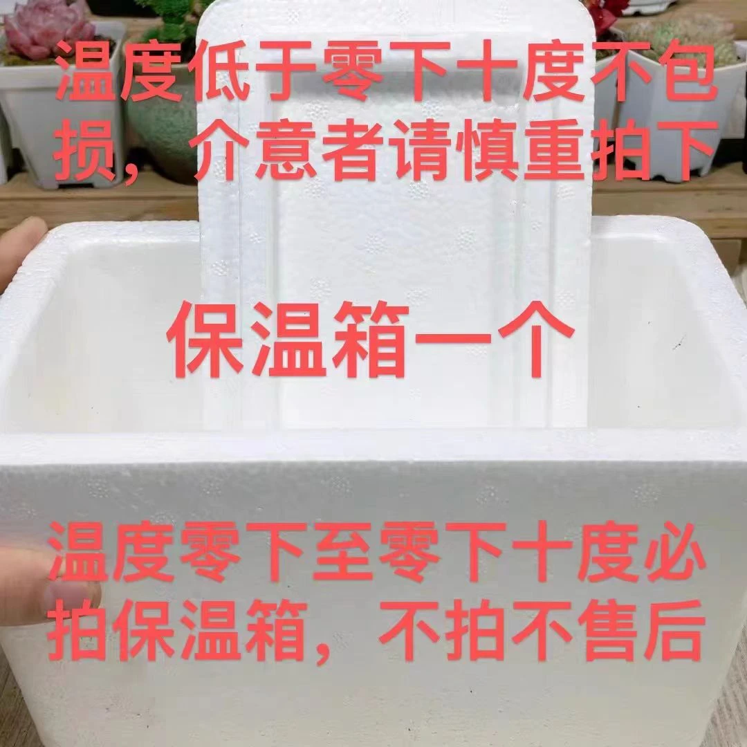 多肉植物保温箱（零度以下拍）多肉发货（用于多肉发货）