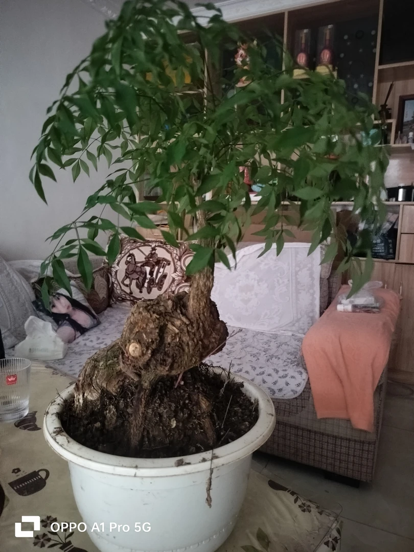 精品蓝天竹盆栽，熟桩，坨坨粗15