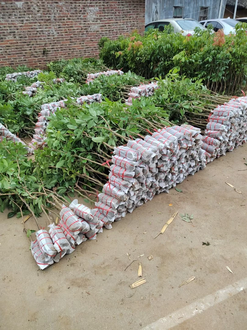 精品果树一物一拍