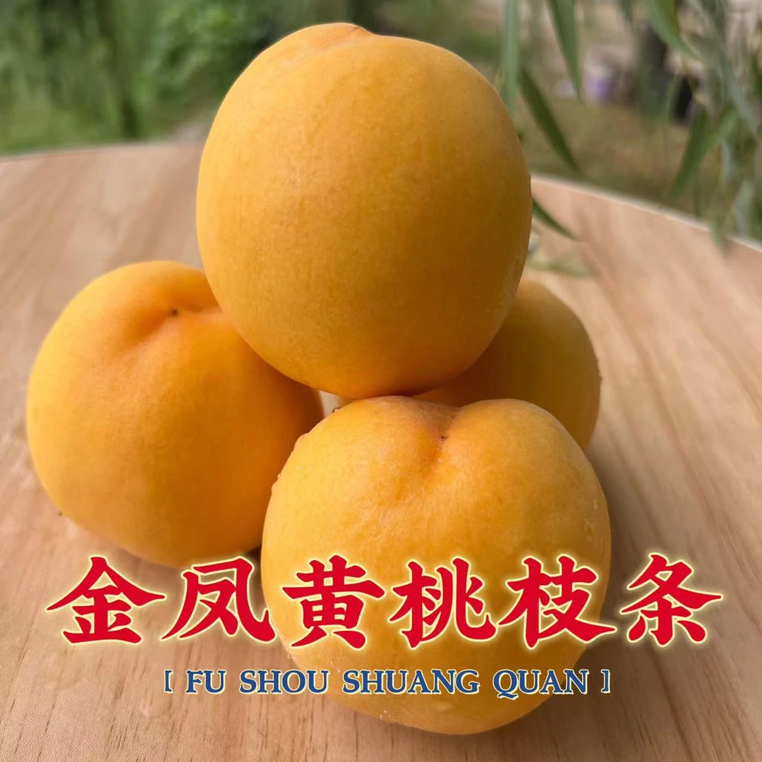 金凤甜黄桃嫁接枝条
